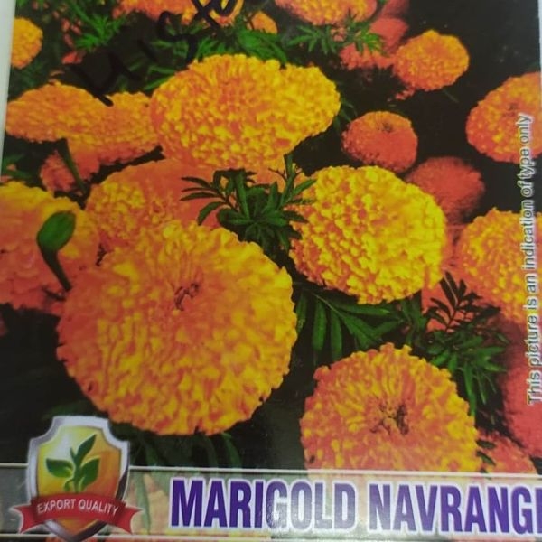 20+ Marigold Navrang Seeds, Excellent Seed 89+ germination Rate - Image 3