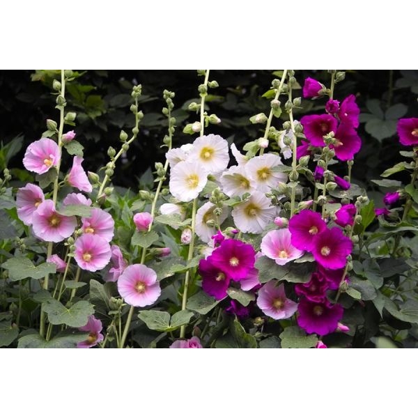 20 Loose Paxked Omaxe Hollyhock Mixed Flower Seeds Kitchen Garden Packet - Image 5