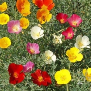Orange California Poppy With Mixed Poppy Flower 20 Seeds For Garden And Balcony