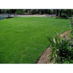 Perennial Carpet Grass Seeds - Fresh Lawn And Garden Seeds 5 Gram (Plant Once Enjoy Forever) Loose Packed
