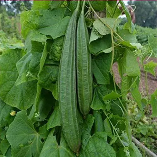 1 Packet Greens Vegetable Seeds Ridge Gourd / Tori F1 Hybrid Seeds Easily Grow In Home Garden