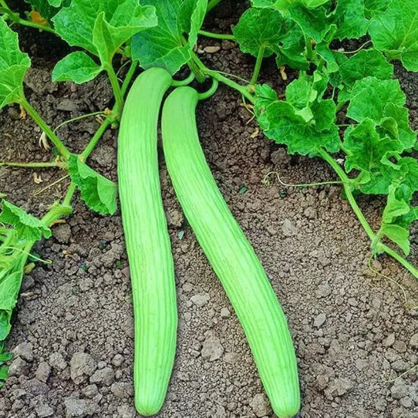 Vegetable Seed - 1 Packet  SELECTED LONG MELON (KAKRI) Omaxe Seeds By Savyata Stores For Kitchen Garden - Image 3