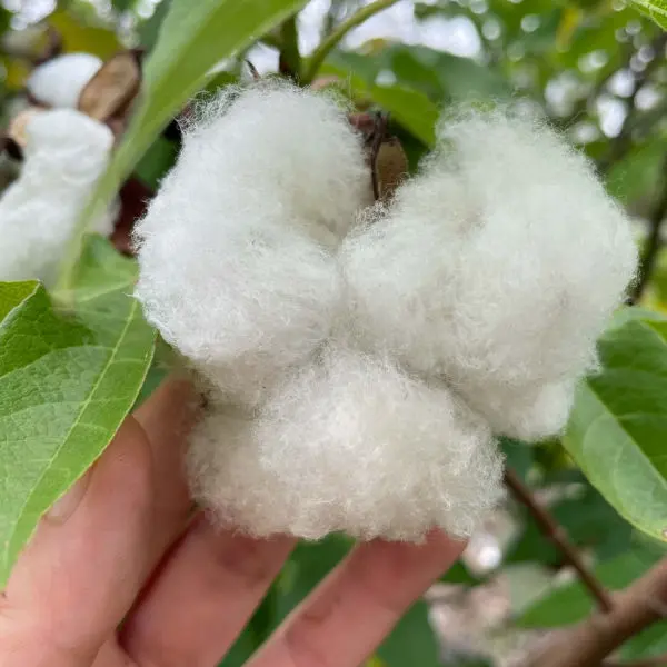 Cotton Seeds / Paruthi Seeds 30 Pcs For Home Garden, Rooftop - Image 3