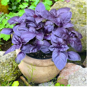 Purple Basil Seeds 20 Plus Seeds