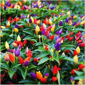 Ornamental Chilli Pepper Seeds 10 Seeds - Rainbow Chilli Seeeds Chilli Pepper Rainbow Seeds