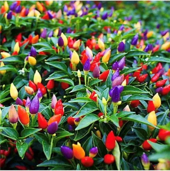 Ornamental Chilli Pepper Seeds 10 Seeds - Rainbow Chilli Seeeds Chilli Pepper Rainbow Seeds