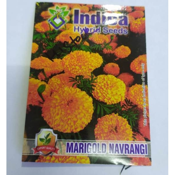 20+ Marigold Navrang Seeds, Excellent Seed 89+ germination Rate - Image 2