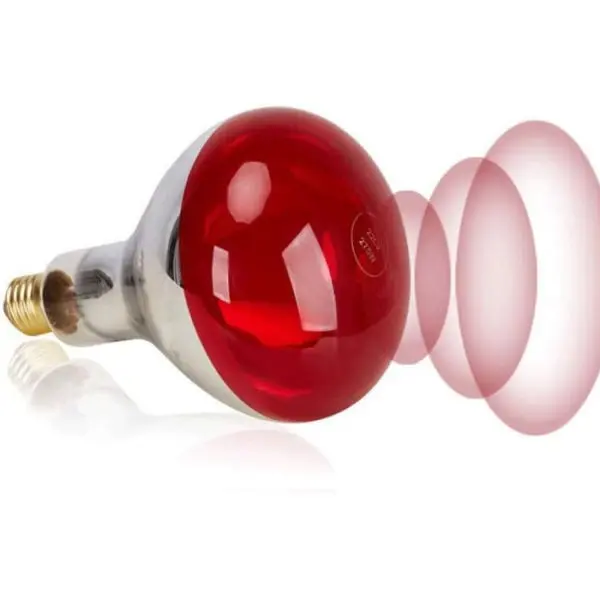 Infrared Bulb 250 watts For Brooding And Heat Therapy - Image 3