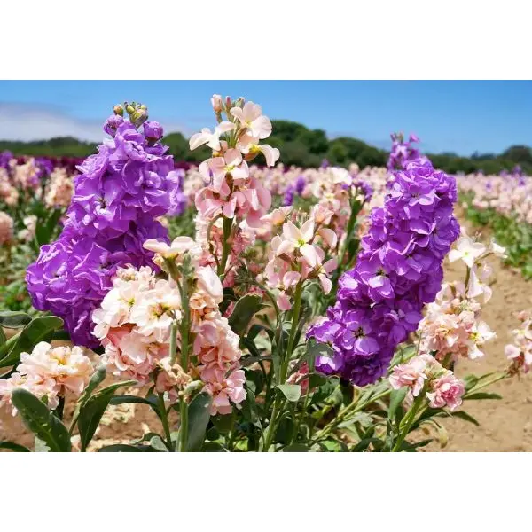 Larkspur Flower Seeds Mixed 20 Plus Seeds - Image 2