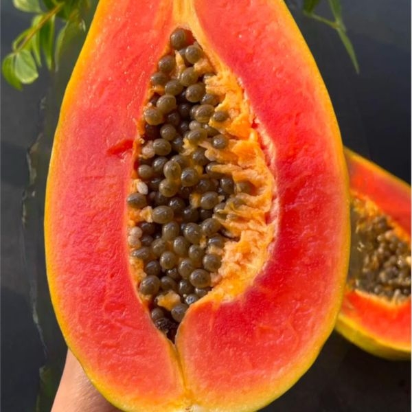 5 pcs Red Heart Creamy Papaya Seeds - The Best of Papayas for Your Home Garden - Rich, Sweet, and Nutrient-Packed Fruits - Image 3