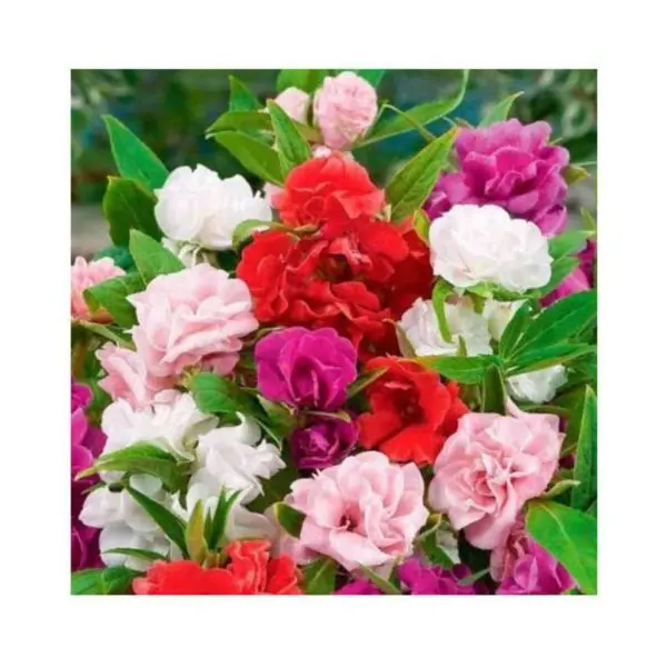 20+ loose Packed Seed Of Balsam Camellia Mixed Flower Seeds Impatiens Balsamina Flower seeds - Image 2