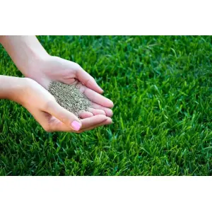 Bermuda Grass Seeds – Fresh Lawn & Garden Seeds (5 Grams) Fast-Growing | Dense Green Coverage | Easy to Grow