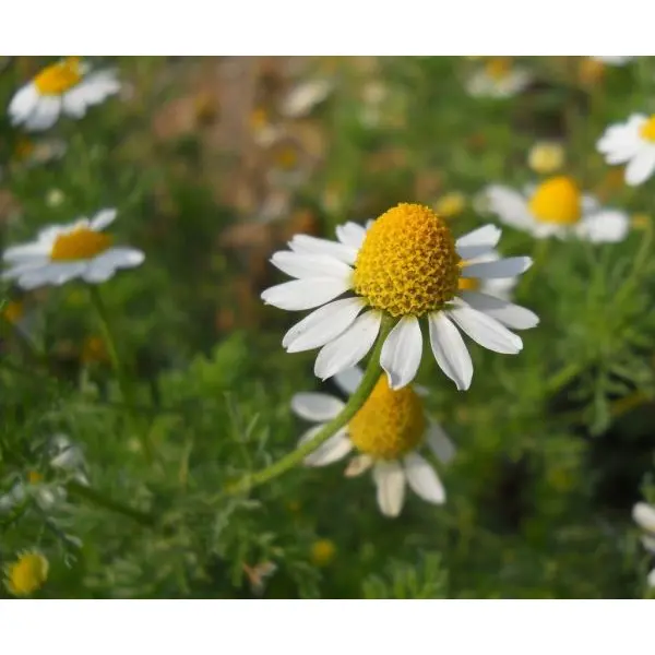 20+ Chamomile Herb Seeds, Can Grow All Over Nepal - Image 5