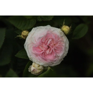 5 Seeds Of Muna White-Pink Rose Seeds With Golden Bu. Packing