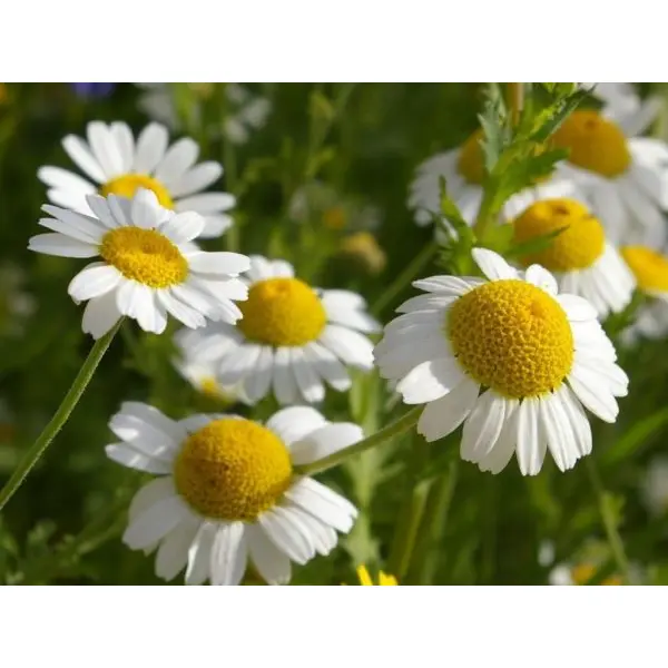 20+ Chamomile Herb Seeds, Can Grow All Over Nepal - Image 3