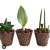 Orchid Potting Mix