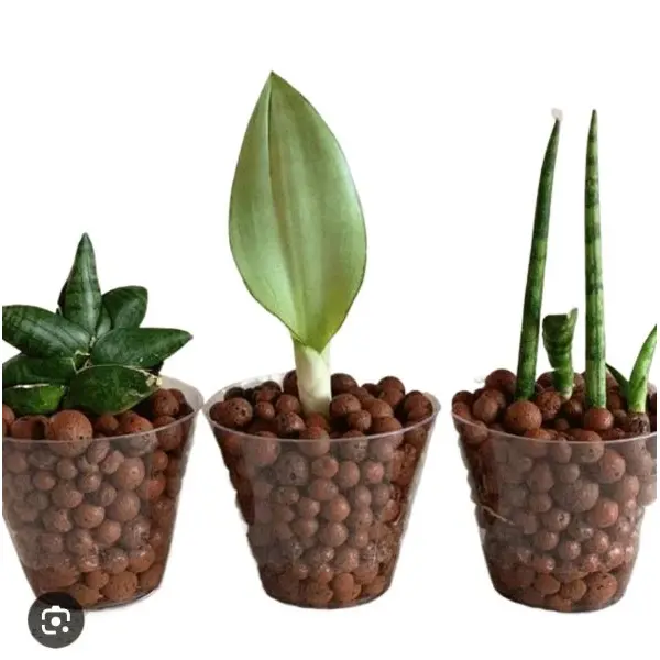 Orchid Potting Mix