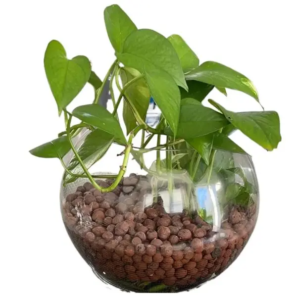 Soil Amendment