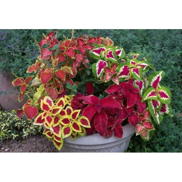 1 Pack Loose Mix Coleus Seeds, Pack of 20 Plus Seeds (All Time All Seasons) - Image 2