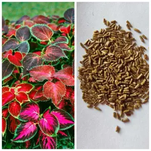 1 Pack Loose Mix Coleus Seeds, Pack of 20 Plus Seeds (All Time All Seasons)