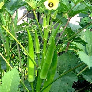 1 Packet Bhindi, Okra F1 Sujata - Vegetable Seeds