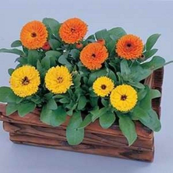 1 Packet Calendula Mix Flower Seeds - Image 2