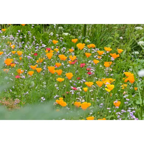 1 Packet California Poppy Seeds (Eschscholzia Californica Poppy Flower Seeds) - Image 2