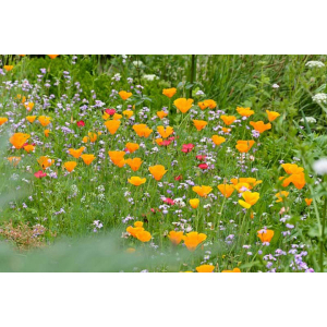 1 Packet California Poppy Seeds (Eschscholzia Californica Poppy Flower Seeds)