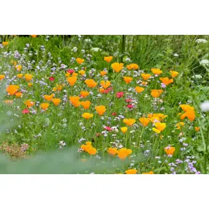 1 Packet California Poppy Seeds (Eschscholzia Californica Poppy Flower Seeds)