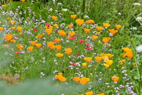 1 Packet California Poppy Seeds (Eschscholzia Californica Poppy Flower Seeds)
