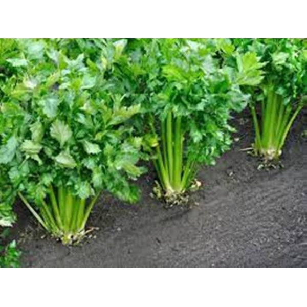 1 Packet Celery Cutting Leaf Herb Seeds - Image 2