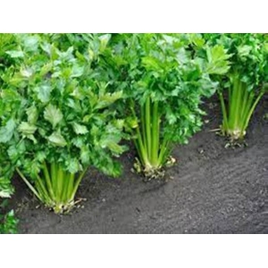 1 Packet Celery Cutting Leaf Herb Seeds