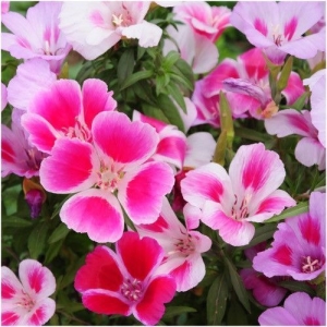 1 Packet Clarkia Mix Flowers seeds