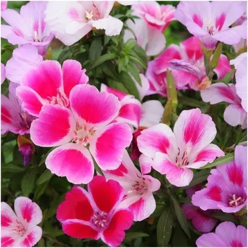 1 Packet Clarkia Mix Flowers seeds