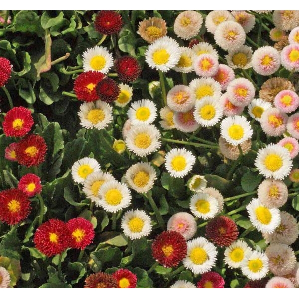1 Packet Daisy Mix Flower Seeds - Image 2