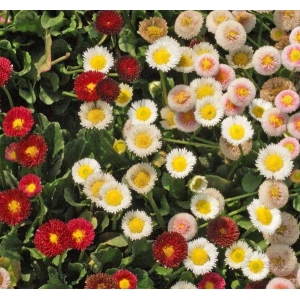 1 Packet Daisy Mix Flower Seeds