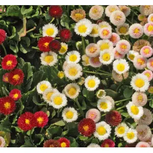 1 Packet Daisy Mix Flower Seeds