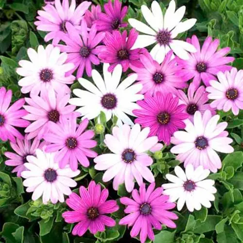 1 Packet DAISY MIX FLOWER SEEDS