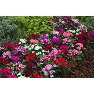 1 Packet Dianthus Mix Flower Seeds