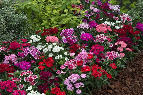 1 Packet Dianthus Mix Flower Seeds