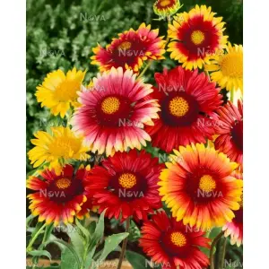 1 Packet Gaillardia Mixed