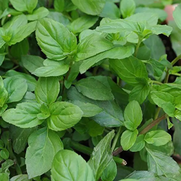 1 Packet Mint Basil Mix Seeds - Image 2