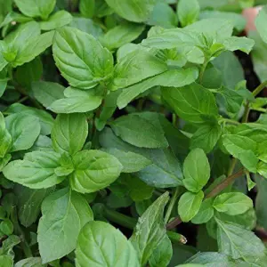 1 Packet Mint Basil Mix Seeds