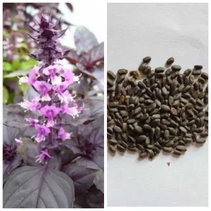 1 Packet Red Basil & Purple Basil Mix Seeds Loose Pack 100 Plus Seed