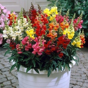 1 Packet Snapdragon dwarf (Antirrhinum Majus nanum) Flower Seeds
