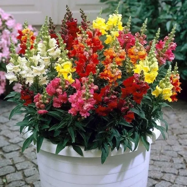 1 Packet Snapdragon dwarf (Antirrhinum Majus nanum) Flower Seeds