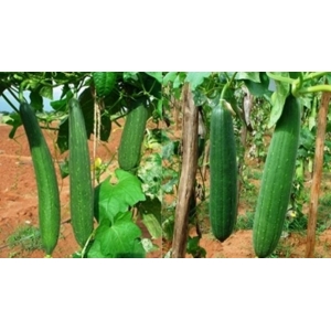 1 Packet Sponge Gourd Mix Vegetable Seeds