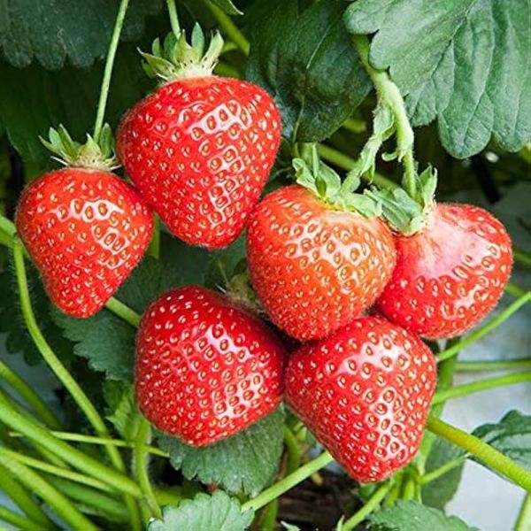 1 Packet STRAWBERRY ALPINE FRAGARIA Omaxe Seeds By Savyata Stores For Kitchen Garden - Image 2