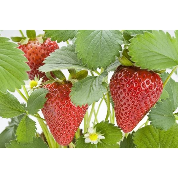 1 Packet STRAWBERRY ALPINE FRAGARIA Omaxe Seeds By Savyata Stores For Kitchen Garden - Image 3