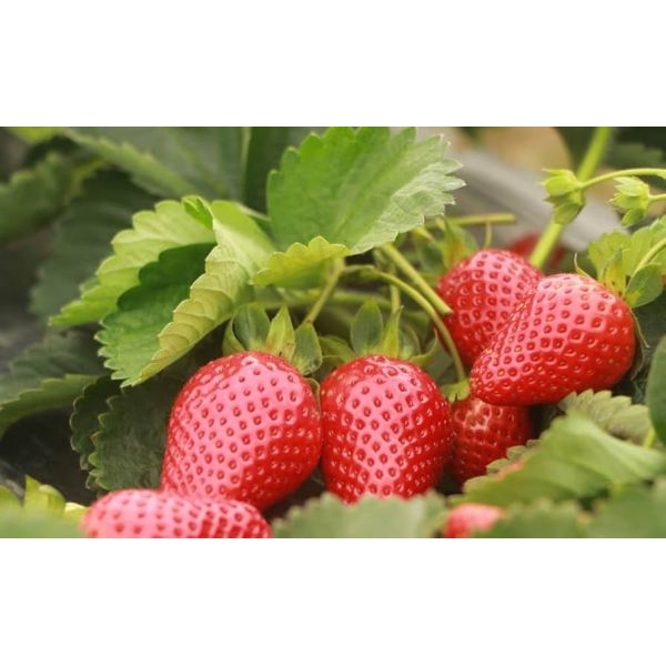 1 Packet STRAWBERRY ALPINE FRAGARIA Omaxe Seeds By Savyata Stores For Kitchen Garden - Image 4